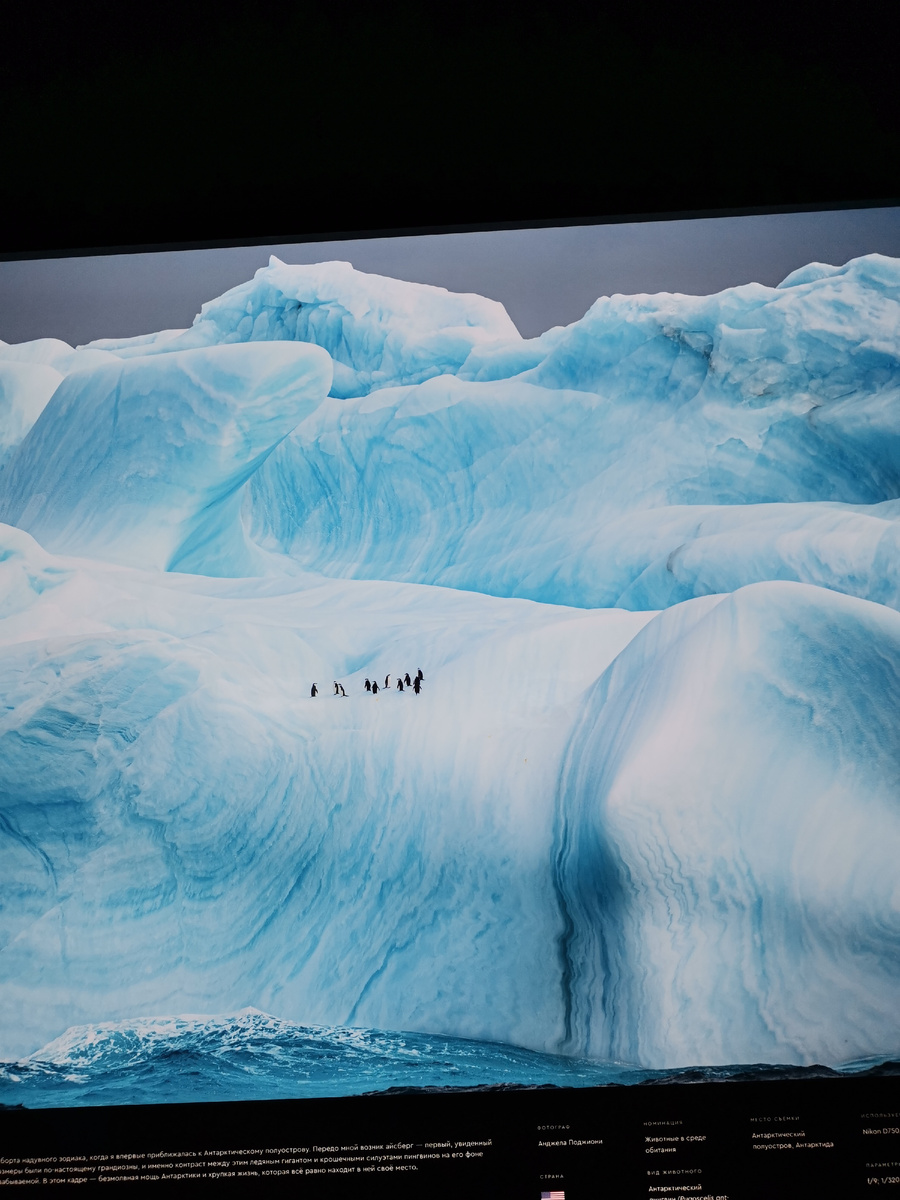 Москва, ноябрь 2025, ежегодный фотофестиваль «Золотая черепаха». Фотограф Анджела Пожиони, США. Пингвины на айсберге в океане. Программы самовыживания у всего живого обучаются и совершенствуются на практике, не задумываясь ни о причинах, ни о следствиях...
