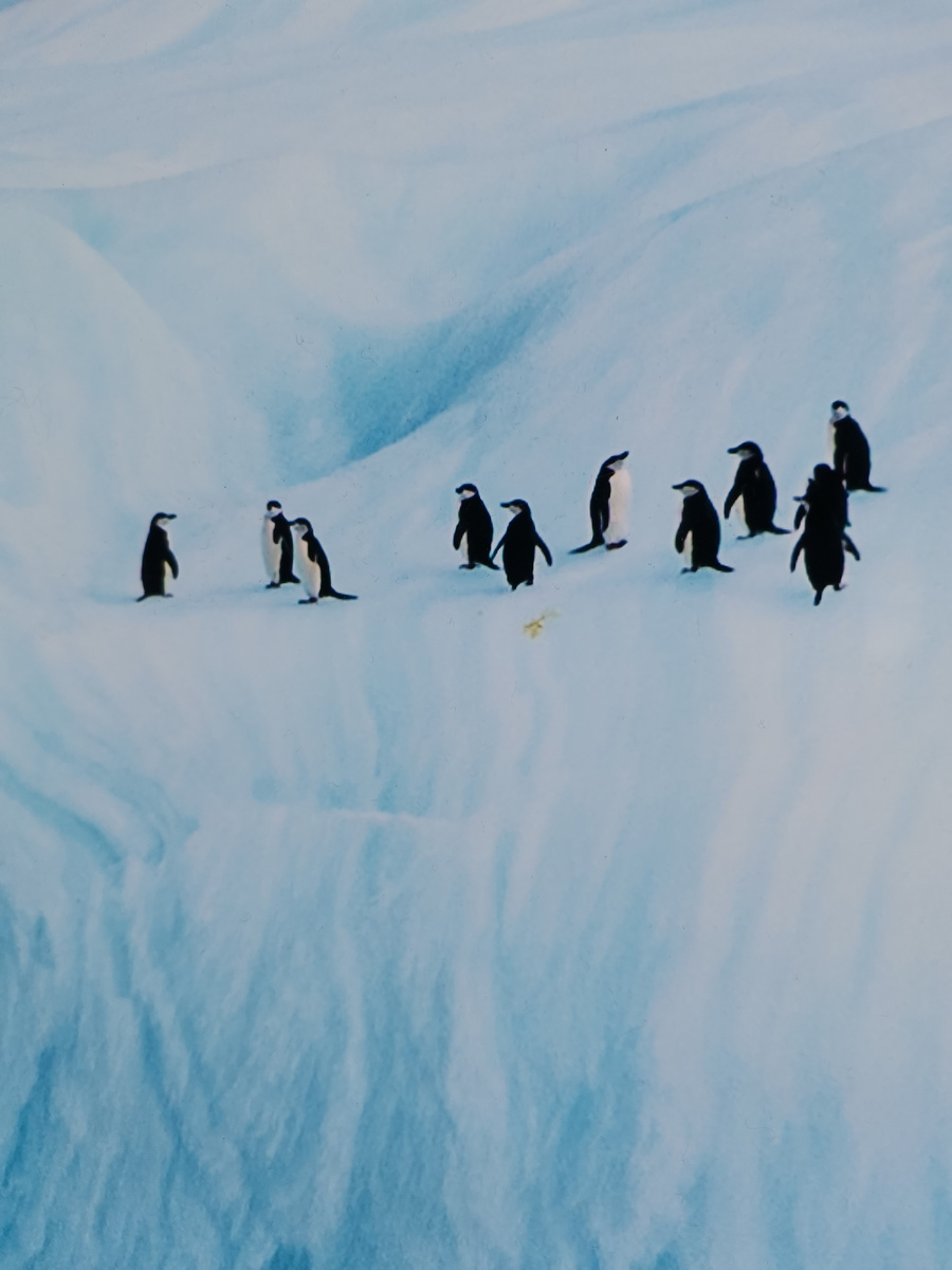 Пингвины в ловушке. Спуска в океан нет. В одиночку не выжить. Нужен вожак. И коллективное сознание. Айсберг ветер уносит в океан. Есть ещё шанс вернуться к берегу? Судя по единственному жёлтому пятну желудки у всех уже пустые. Прыжок в океан с непривычной высоты вызывает страх. Стоит его преодолеть одному и прыгнут все! Будет ли это спасением, неизвестно... Всё зависит от скорости выбора, прыгать или не прыгать... Решение надо принять вовремя, чтобы не было поздно...