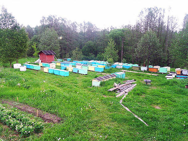 Моя основная и самая большая пасека. Далее ещё три мои пасеки на всех работал один.