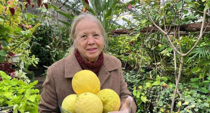    Воронежский ботанический сад собрал необычный урожай крупноплодного лимона Пандероза