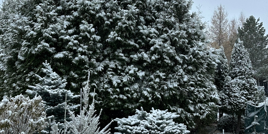 Ого, у вас туи растут?