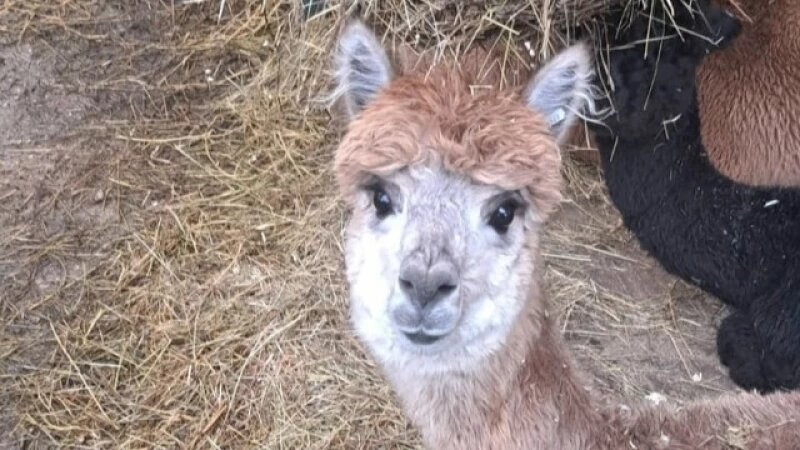     Альпаки. ВК аккаунт Сергея Писарева