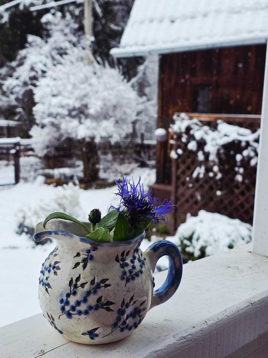 Фото из сада автора