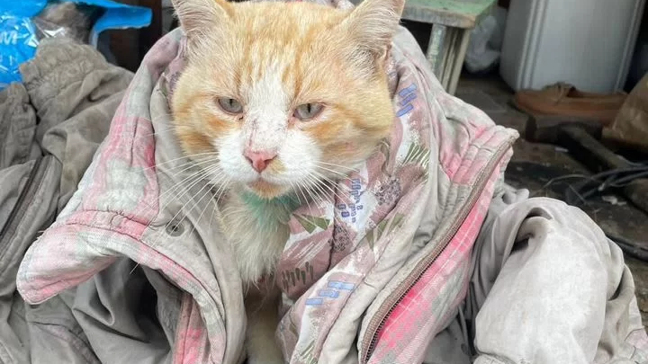    Фото: Авито