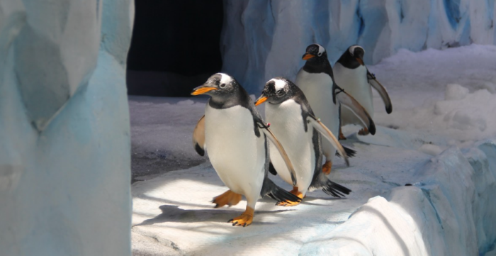 В качестве средства привлечения туристов можно попробовать разводить пингвинов / Фото: pxhere.com