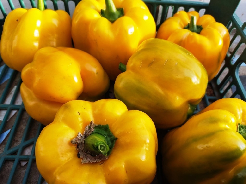 Сорт Желтый Квадрат с толстым мясистыми стенками