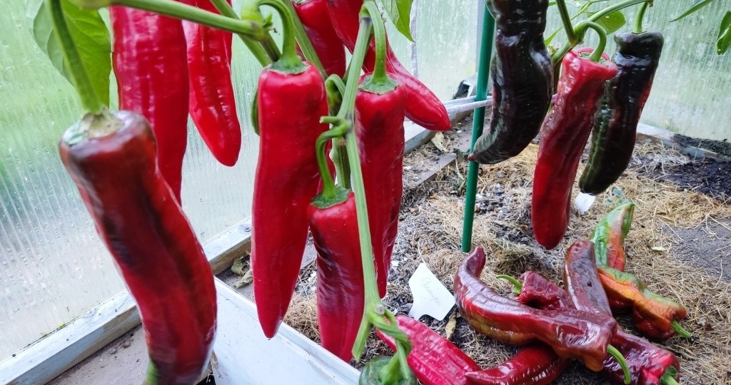 Урожайные сорта перца, которые я точно посажу и в следующем году