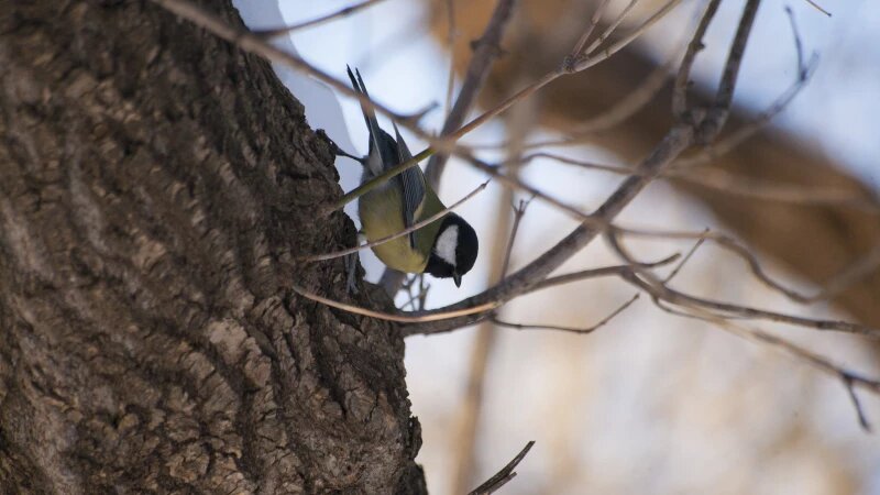    Синица в парке им. Ленина, Барнаул. Дарья Беркетова