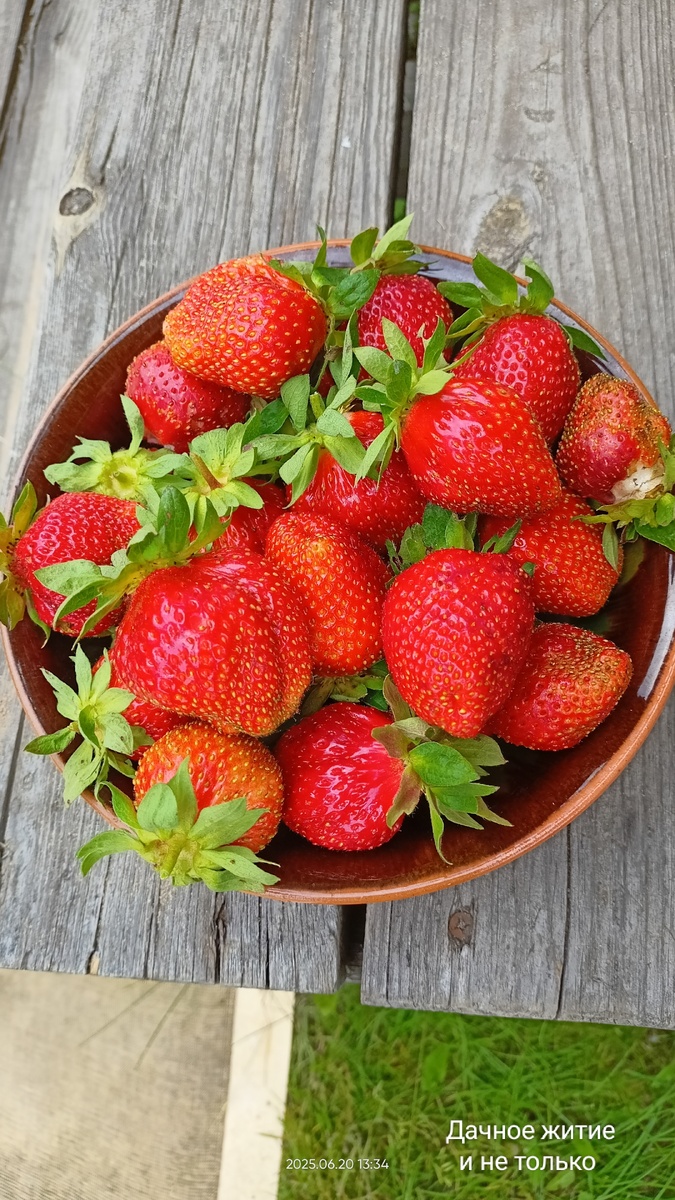 Фото автора. Моя клубничка