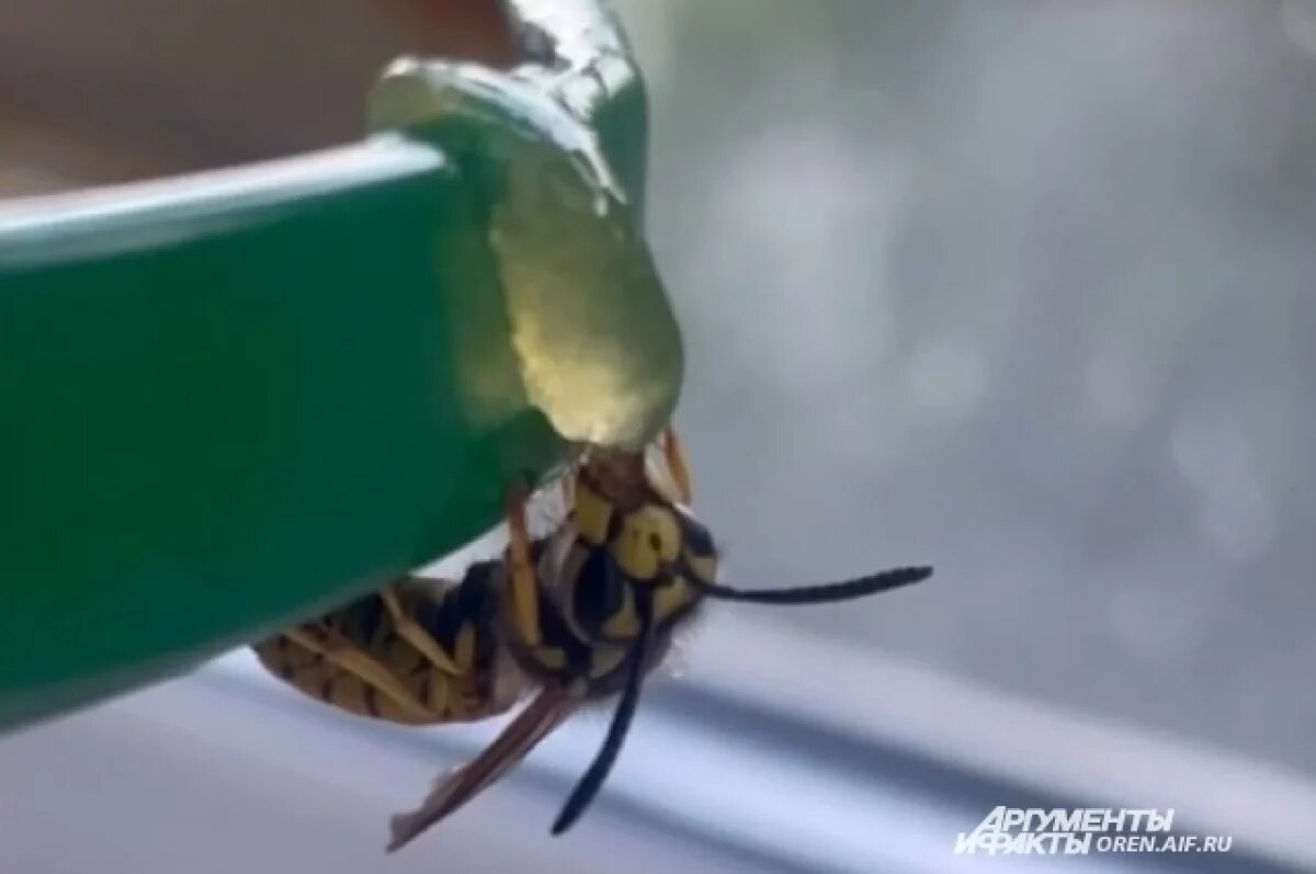    Россельхознадзором пресечена попытка незаконного вывоза более 40 тонн меда в Узбекистан.