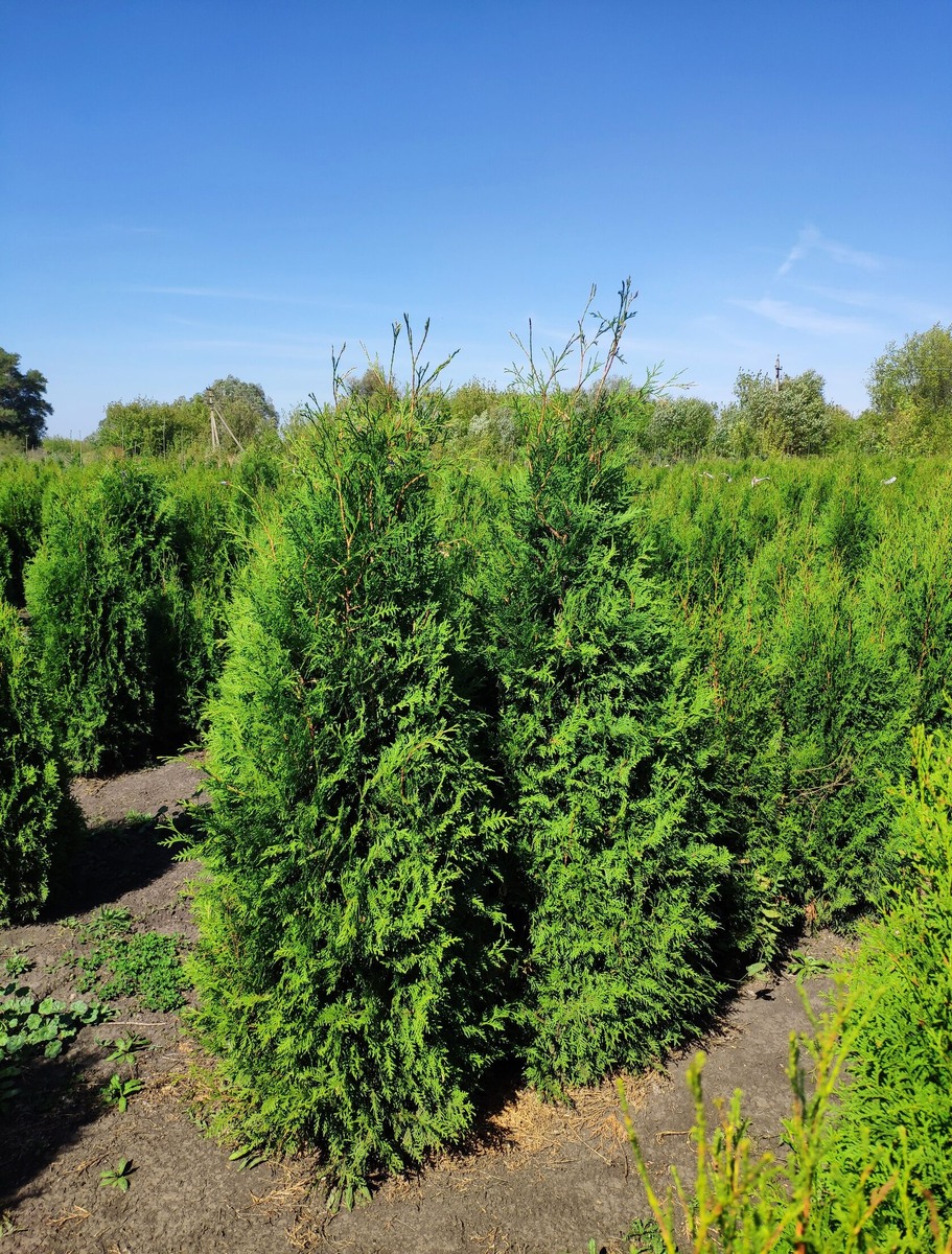 Фото с сайта: https://www.pitomnik68.com/tproduct/528550408-758089506351-tuya-zapadnaya-brabant?etext=2202.1PoHfbO4i6iV4Y-ngIsm0_n4w7Wbh6AeMMi-tzZhiqOQnuHM65efPY4sB22n9JU7dtfqeO0sVRQWUf1AFNun7vG1zETnT4LPxb2-PubzUDh0enNjZXJpcmh1c2RocGxo.94f955539d99e629f272dc2ac970f84ee1913a44