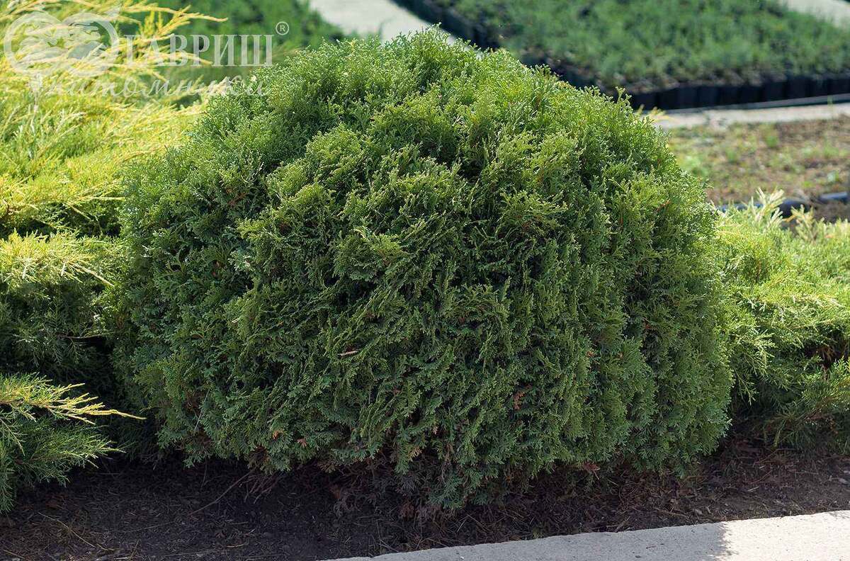 Фото с сайта: https://pitomnikkrymsk.ru/product/khvoynye/tuya-zapadnaya-khozeri/