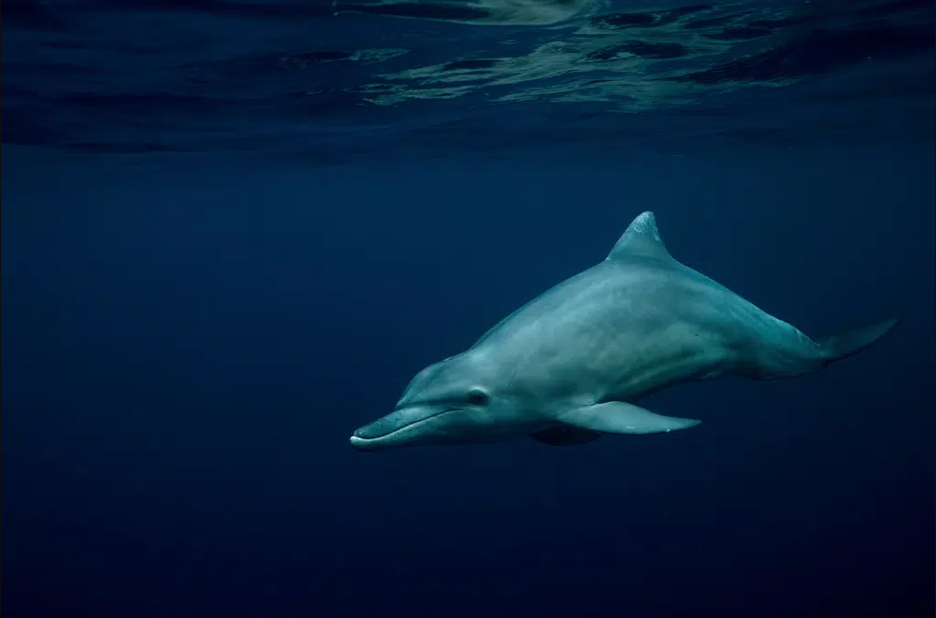 📸 Гибридный дельфин в лагуне Майотты. Фото: Серж Мелесан.