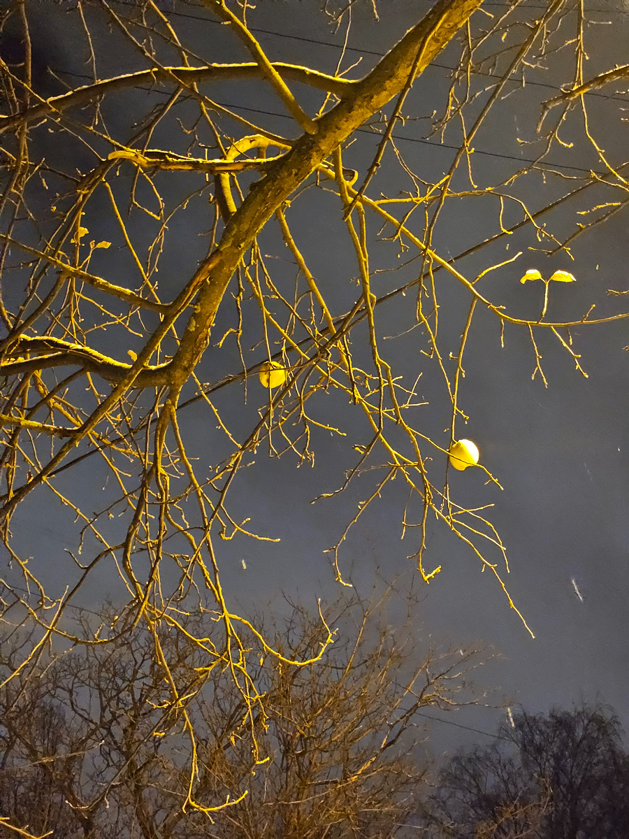 Последние городские яблоки.