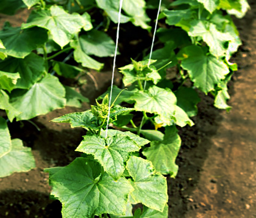 огурцы на грядке