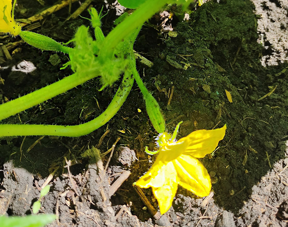 цветок партенокарпического огурца