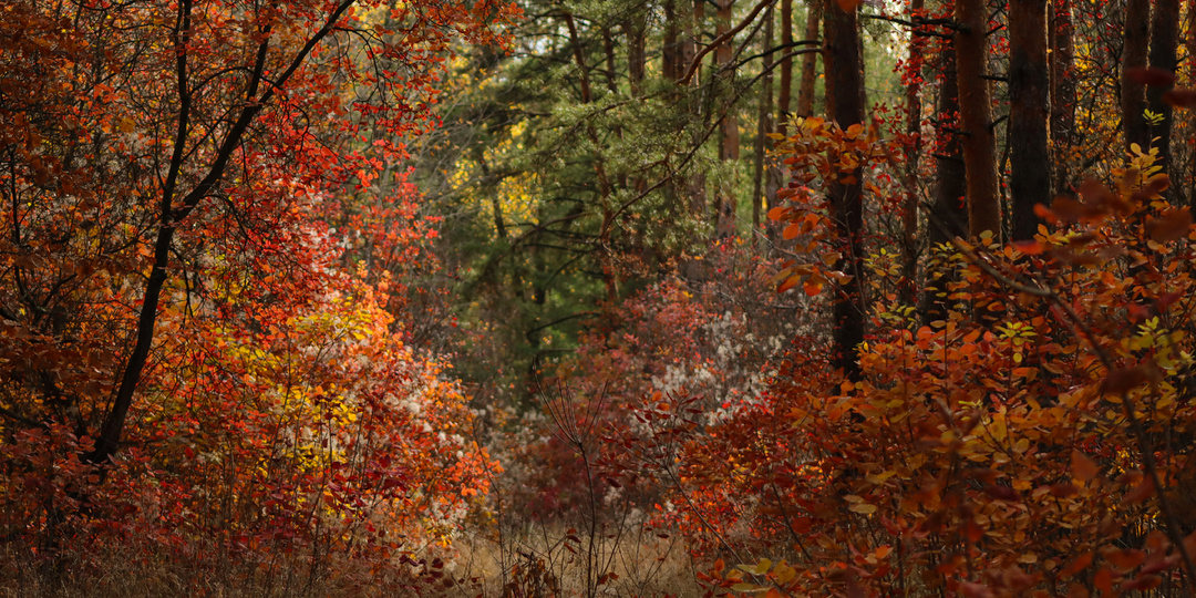 Рог изобилия