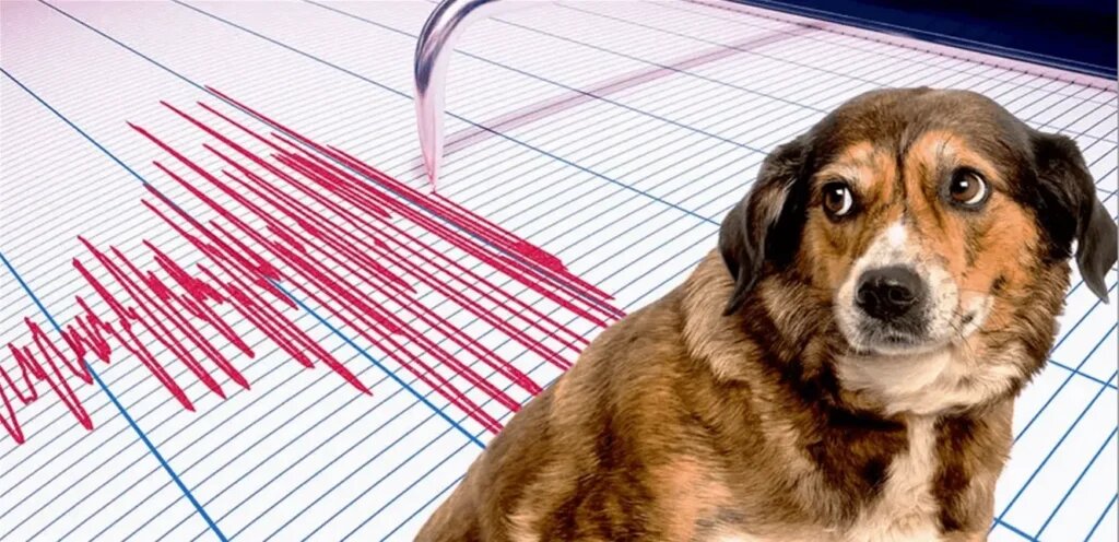 Слышат ли собаки начало землетрясения? Теоретически — да