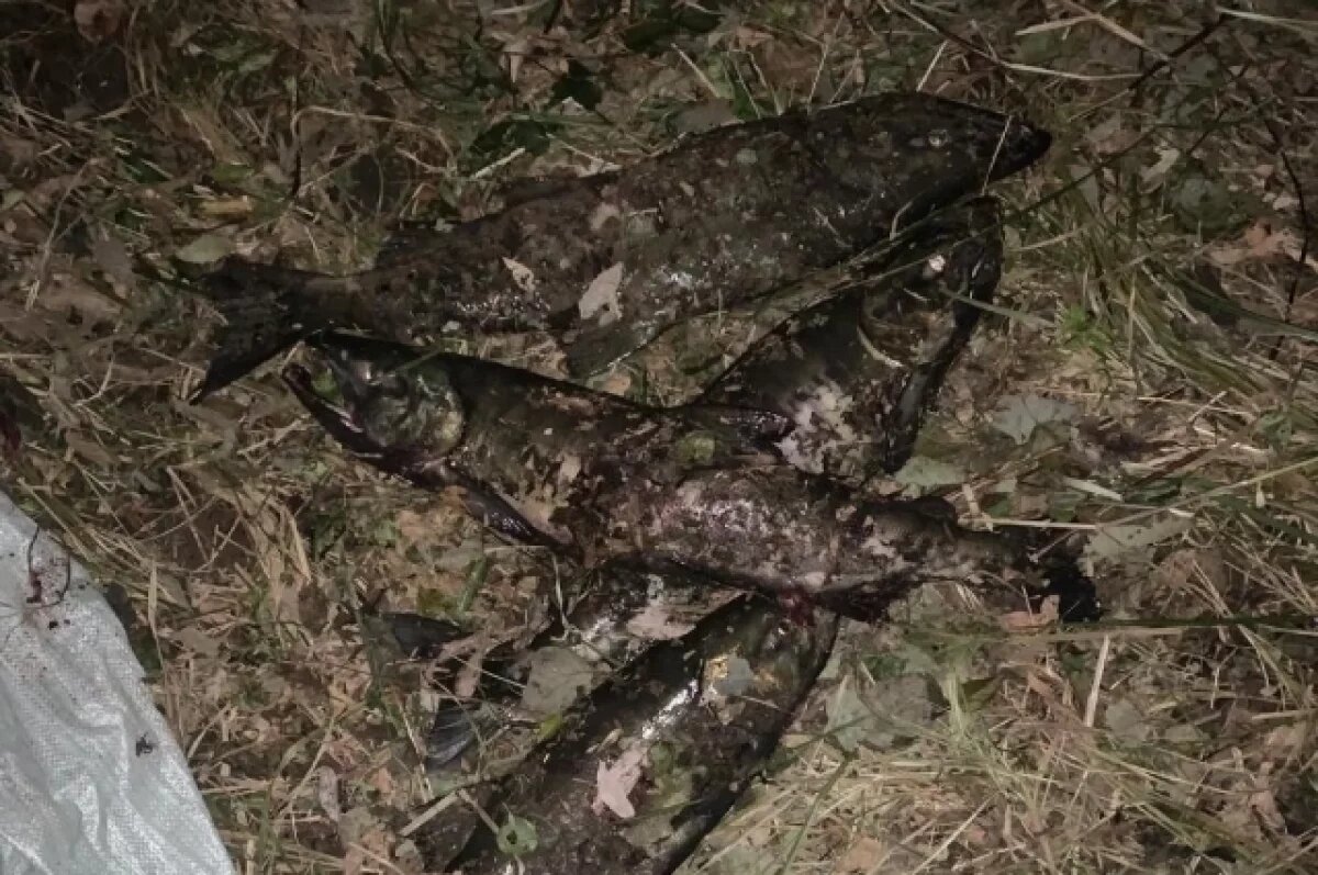    Браконьер, ловивший кету в нацпарке «Земля леопарда», задержан полицией