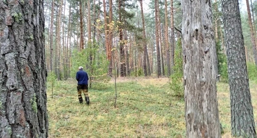    В Кирове усилен карантин из-за опасного вредителя уссурийского полиграфа