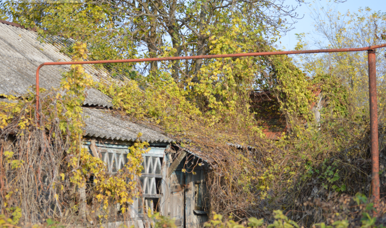 Фото автора. 15.11.2025. В подворье Вовыхи пришла Осень.