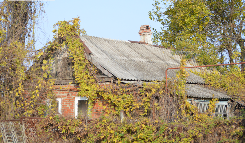 Фото автора. 15.11.2025. "Красота среди идущих, первых нет и отстающих". 