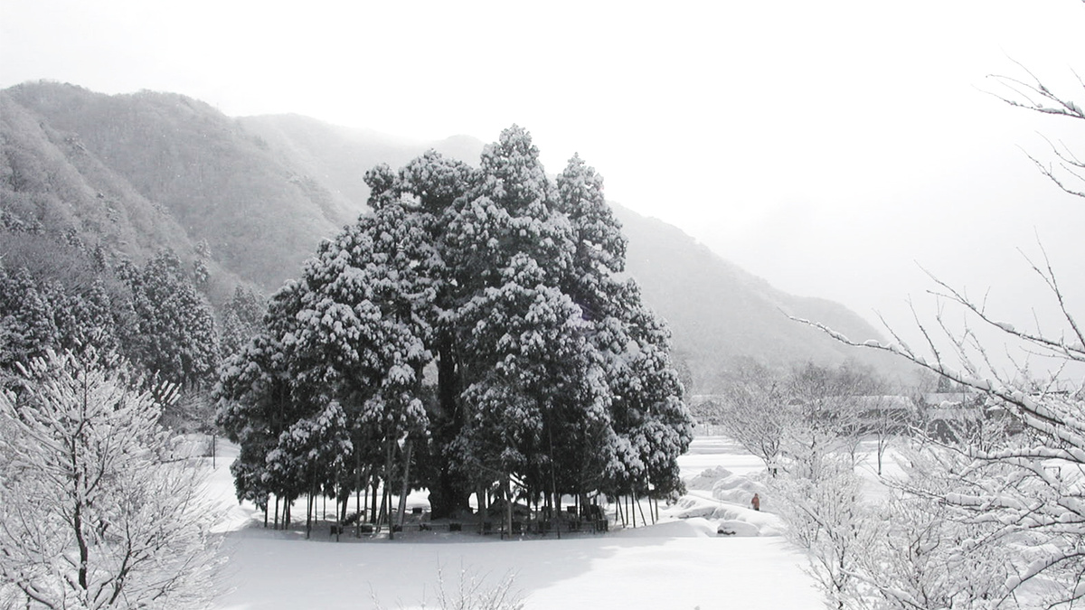 Это японская криптомерия (Cryptoméria japónica). Суги — ее японское название. Одно из самых рспространенных деревьев в Стране восходящего солнца. Фото из открытых источников.