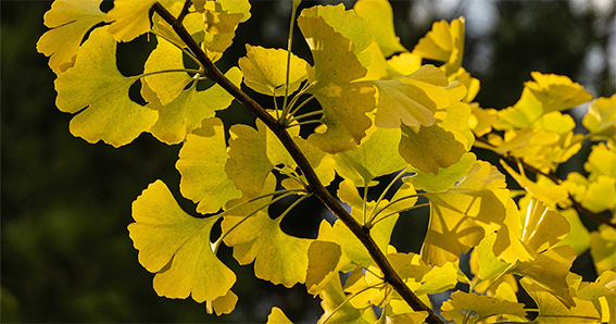 Гинкго дает один из самых восхитительных осенних желтых. Я бы назвала его золото с патиной. Фото из открытых источников.