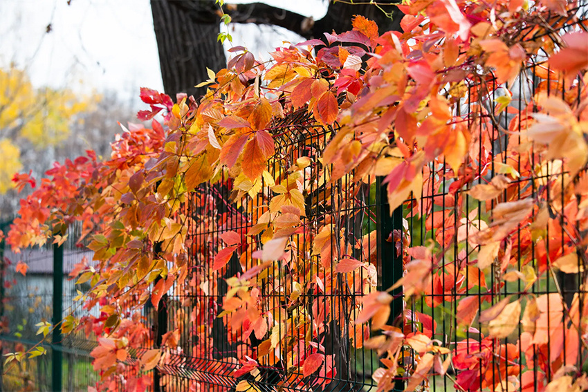 Часто на наших дачах в красивый оттенок окрашивается виноград девичий, но при условии, что смотрит на юг. Фото из открытых источников.