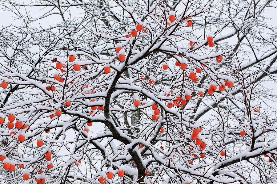 Так выглядит хурма, когда листья уже опали, а плоды остались. 