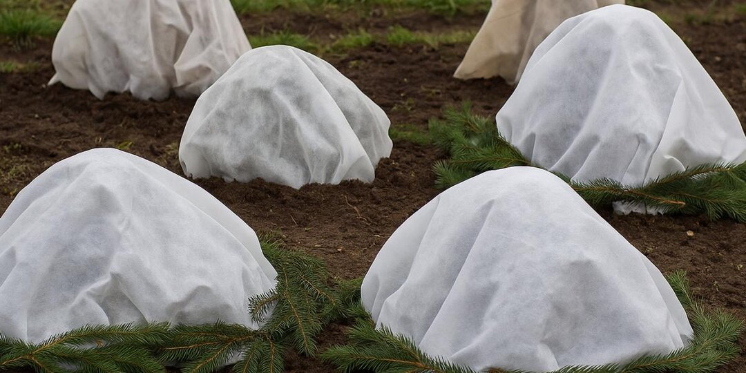 Как укрыть розы на зиму в сильные морозы — агрономы назвали надёжный метод