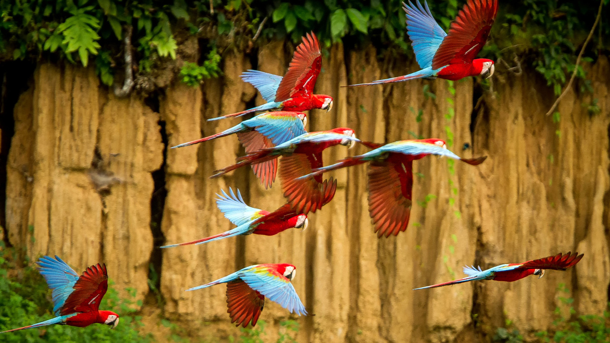     Фото: Jiri Hrebicek/Shutterstock/FOTODOM Стайные попугаи используют сложные позывные для общения, узнавания сородичей и предупреждения об опасности