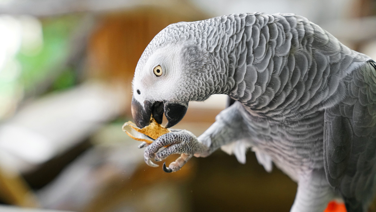     Фото: Taphat Wangsereekul/Shutterstock/FOTODOM Всемирную известность получил африканский попугай Алекс, которого психолог и доктор наук Ирэн Пепперберг купила в обычном зоомагазине. Эта птица доказала, что попугаи могут оперировать понятиями цвета, формы и количества.