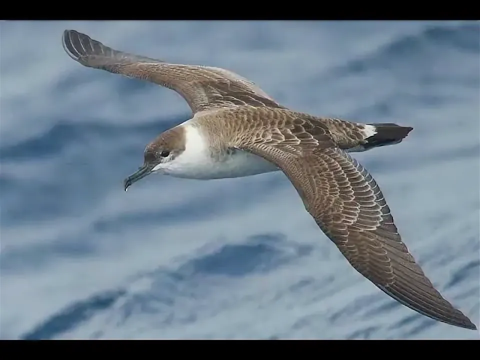 Буревестник