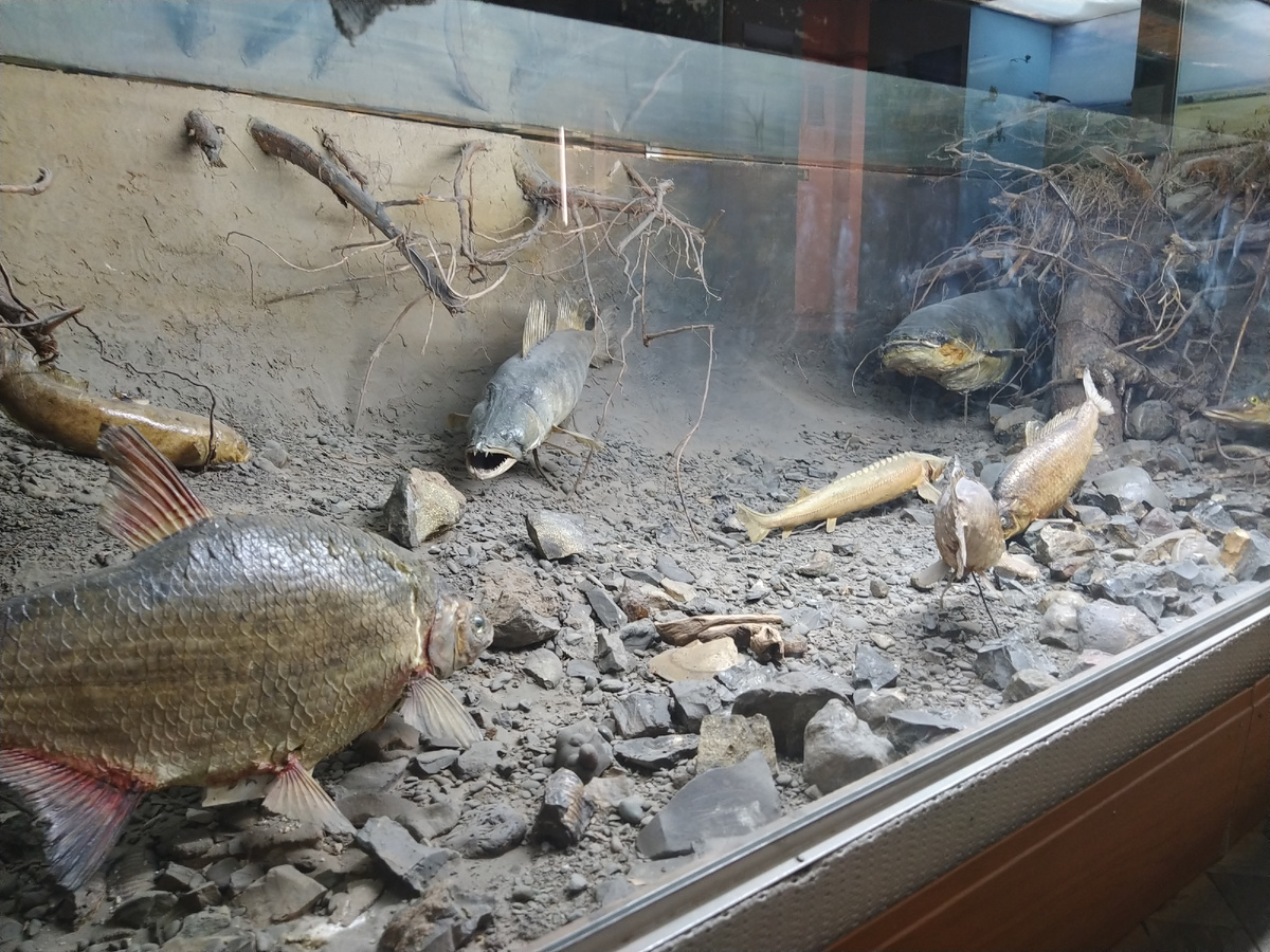 Окунь, щука и сом - самые крупные рыбы которые в Волге, Свияги и озёрах живут.