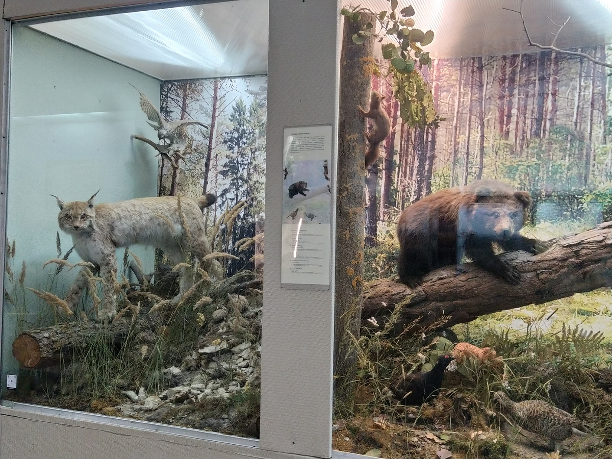 Рысь обыкновенная. Отряд хищные, семейство Кошачьи. И медведь