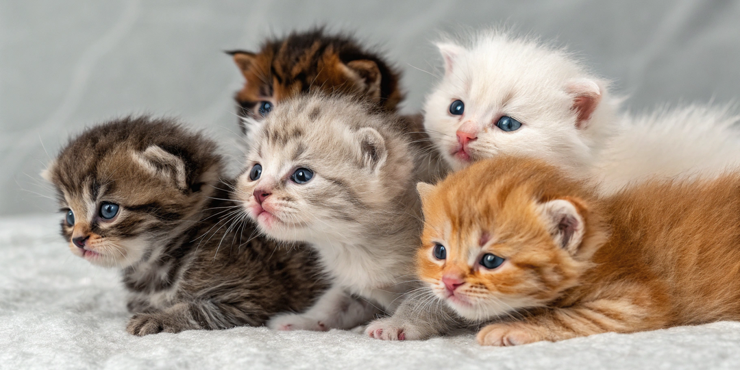 Генетика кошек: как за 5 минут предсказать окрас котят без анализов