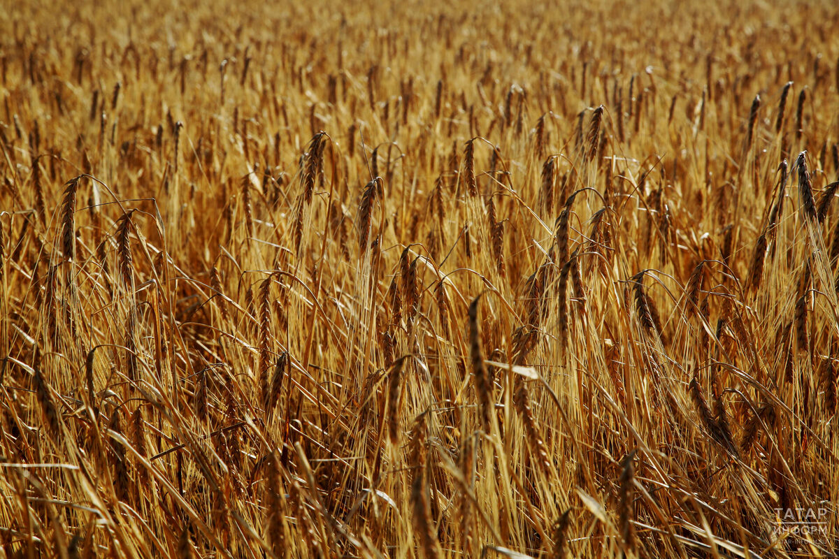 Фото: © Султан Исхаков / «Татар-информ»