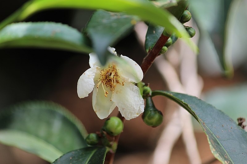 Цветы чайного дерева Camellia Sinensis. ©wikipedia.org