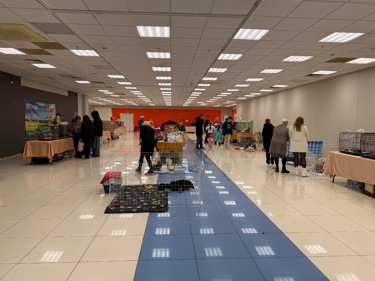 Салон общим планом. Мы приехали к вечеру. Уже многих детенышей рахобрали!