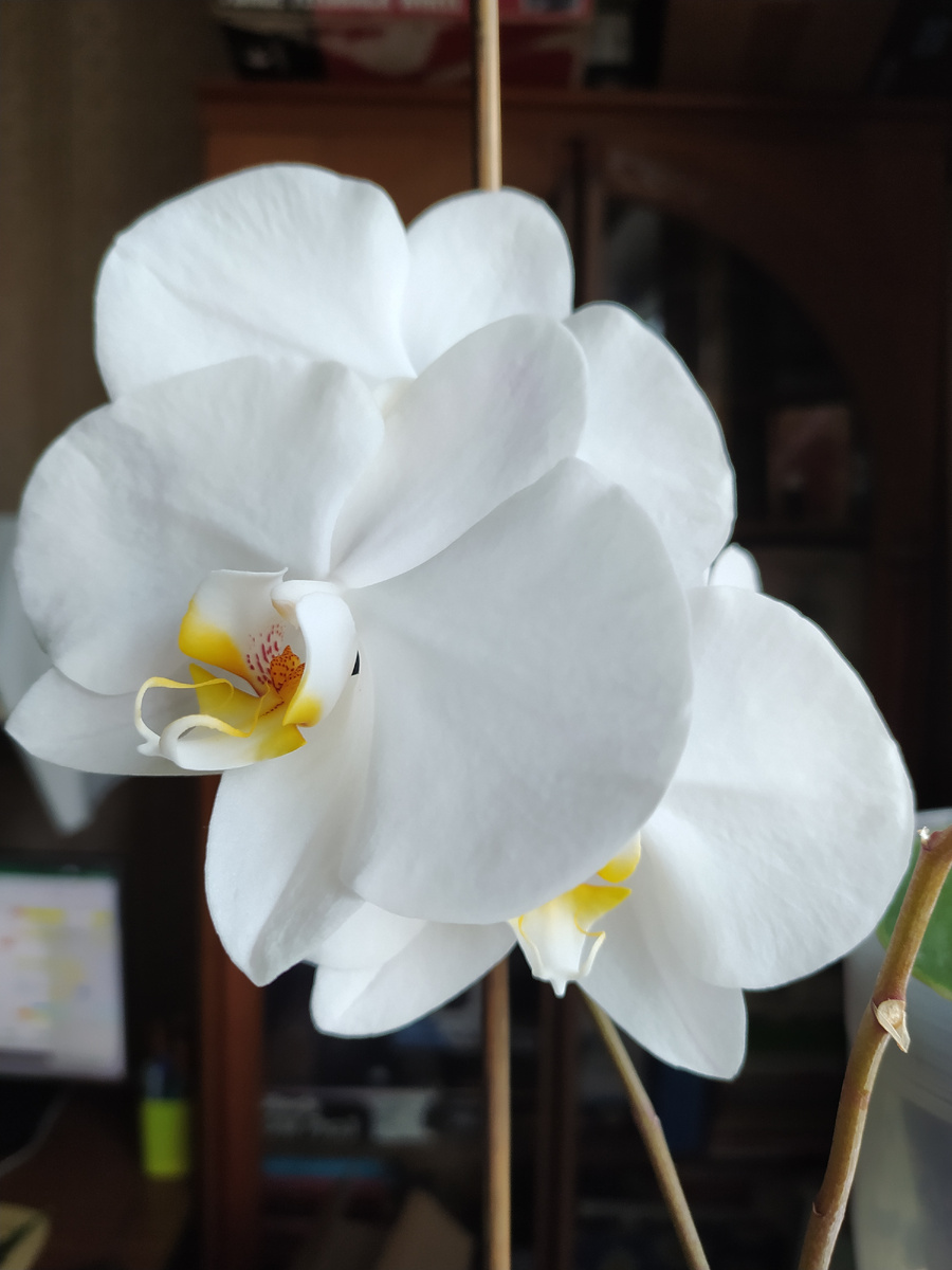 Недурственная орхидея 