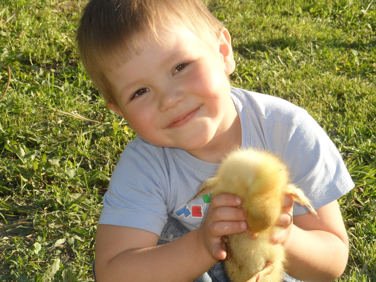 Наши гусята