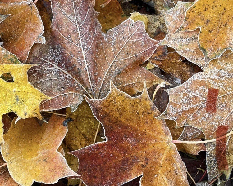     В Курской области 17 ноября ожидается дождь, мокрый снег и гололедица