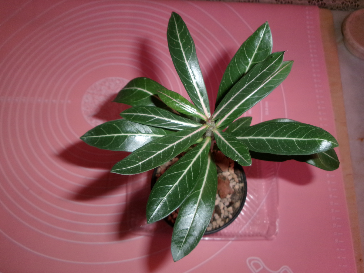 фото автора.   ему уже два года.