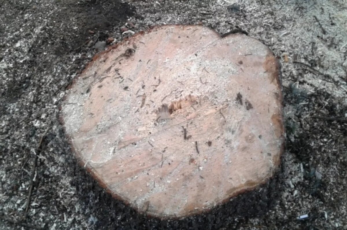    За незаконную рубку елей самарцам грозят огромные штрафы