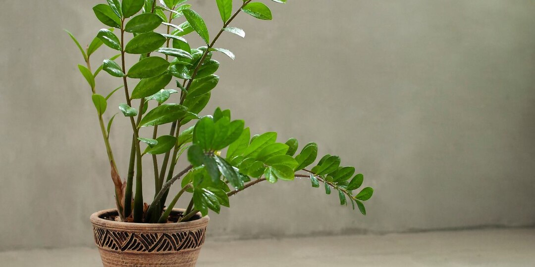 Замиокулькас - самая полная агротехника выращивания