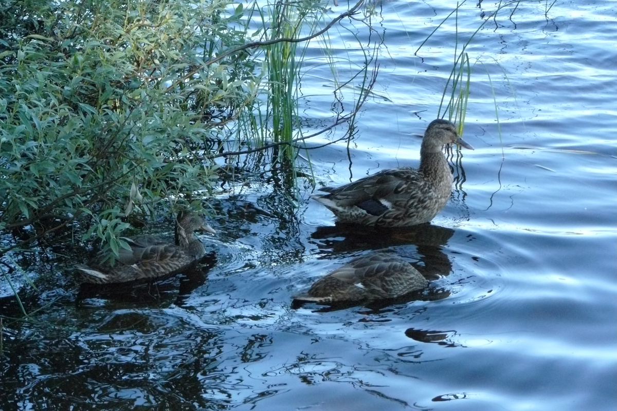Карелия, р.Кереть