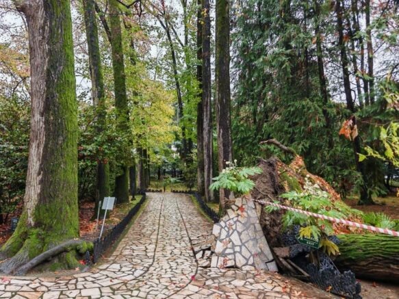    Аллея ликвидамбров в Дендрарии Сочи / npsochi.ru