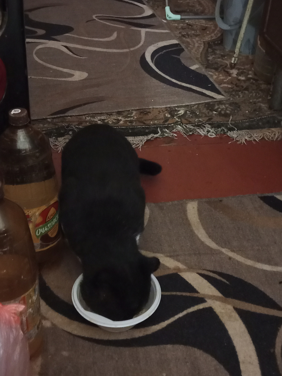 Ест из миски   