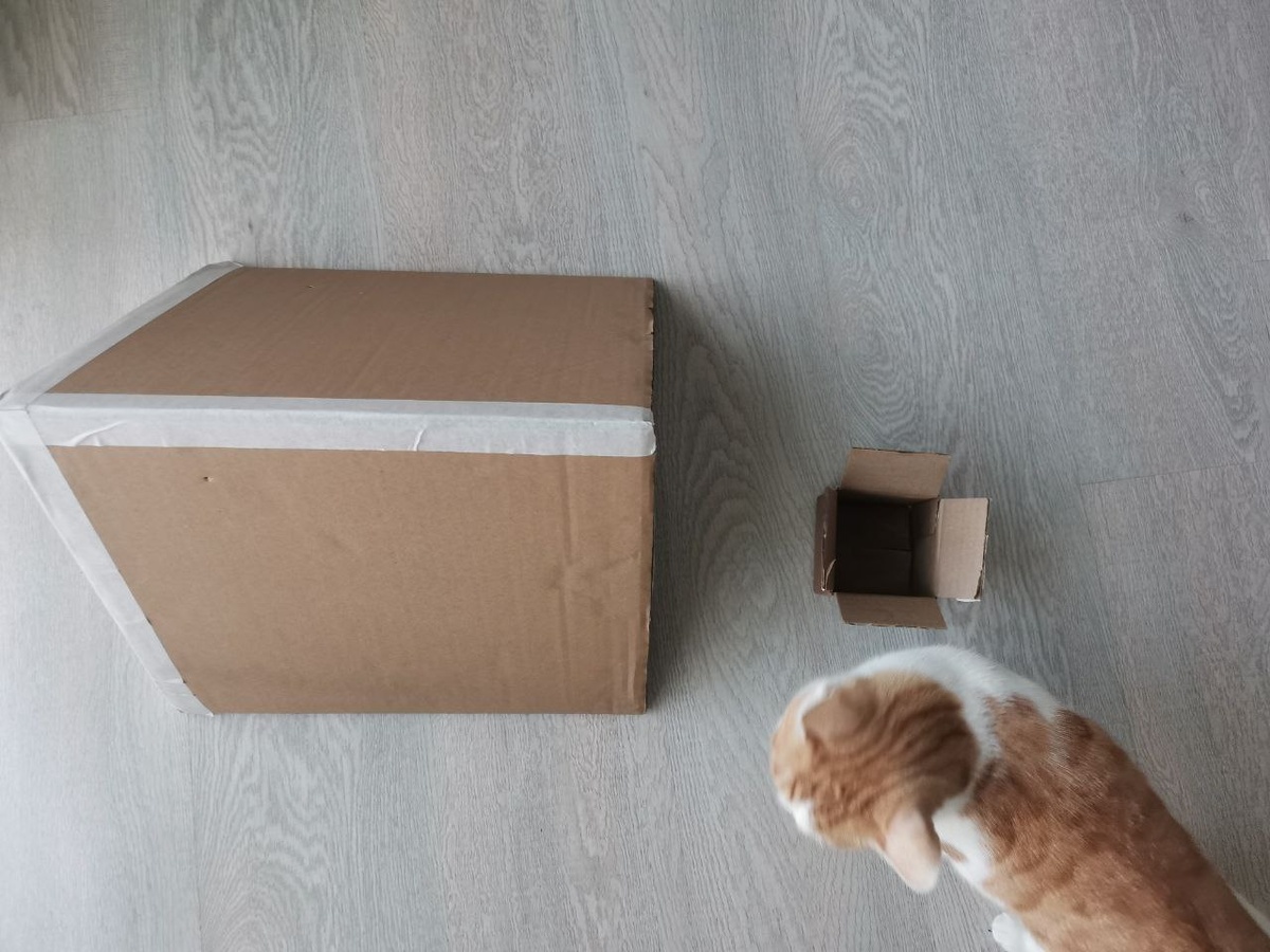 Прораб - наша кошечка